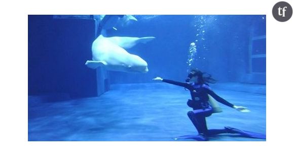 Noc : pourquoi cette baleine blanche parle ?