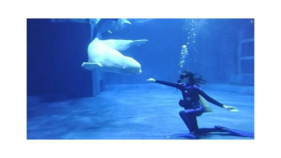 Noc : pourquoi cette baleine blanche parle ?