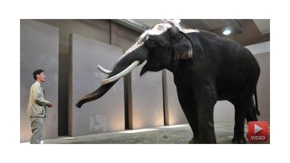 Koshik, l’éléphant qui parle coréen – Vidéo