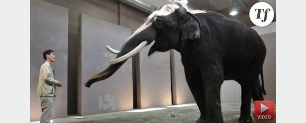 Koshik, l’éléphant qui parle coréen – Vidéo