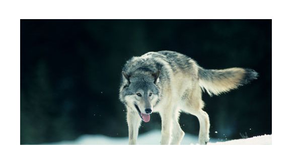 Cévennes : la chasse aux loups autorisée