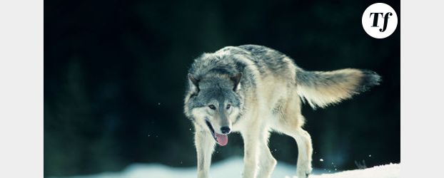 Cévennes : la chasse aux loups autorisée