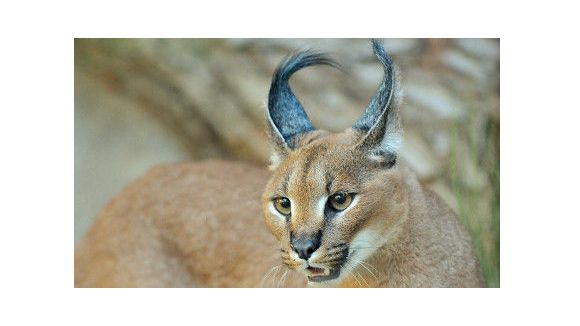 La fauverie du Jardin des Plantes fait peau neuve