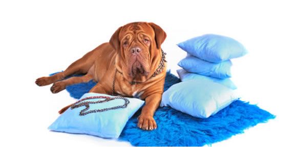 Un palace pour chien à 35 € la journée !