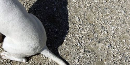 Un chien veille le corps de son maitre pendant 3 semaines