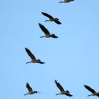 Les oiseaux se servent des mégots de cigarettes pour leurs nids
