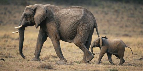 Pas d’euthanasie pour les éléphantes du Parc de la Tête d'Or