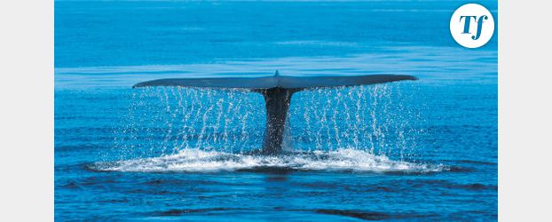 Chasse à la baleine en Antarctique 