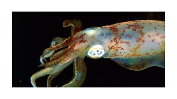 Un calamar géant dans l’océan Pacifique