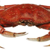 A l’inverse des poissons, les crabes peuvent ressentir la douleur