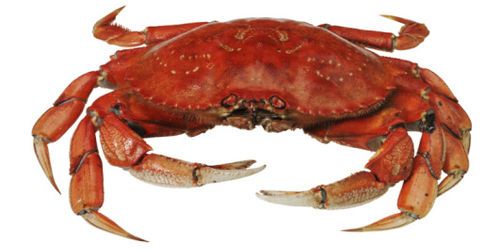 A l’inverse des poissons, les crabes peuvent ressentir la douleur