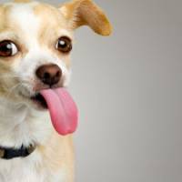 66 Minutes : Chihuahua ou le chien accessoire de mode sur M6 Replay