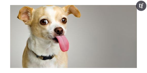 66 Minutes : Chihuahua ou le chien accessoire de mode sur M6 Replay