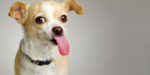 66 Minutes : Chihuahua ou le chien accessoire de mode sur M6 Replay