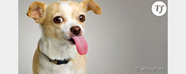 66 Minutes : Chihuahua ou le chien accessoire de mode sur M6 Replay