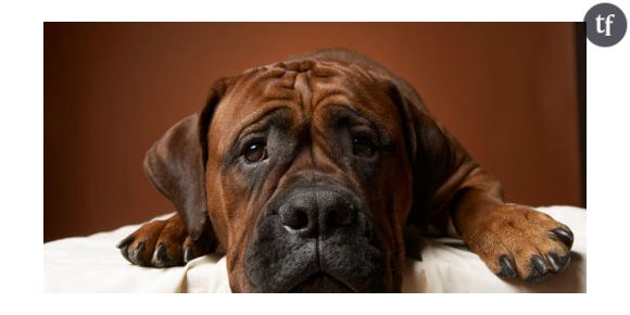 Le chien serait un loup qui mange de l’amidon