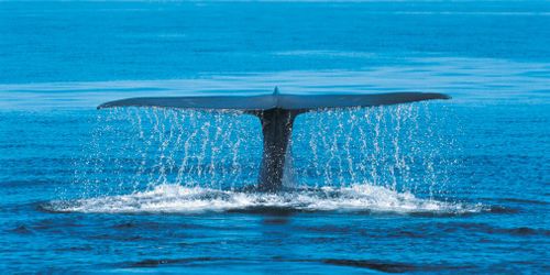 Vendée Globe 2012 : une baleine sur la plage des Sables d'Olonnes