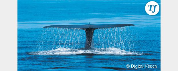 Vendée Globe 2012 : une baleine sur la plage des Sables d'Olonnes