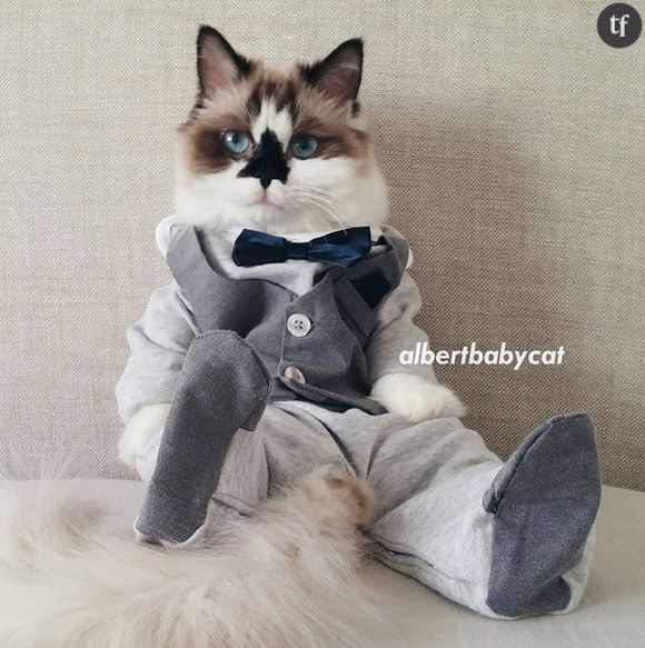 Albert Baby Cat : le chat le plus stylé d'Instagram