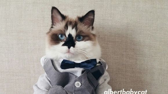 Albert Baby Cat : le chat star d'Instagram qui s'habille mieux que vous