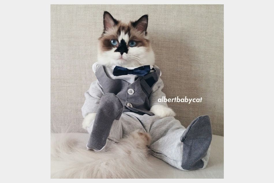 Albert Baby Cat : le chat le plus stylé d'Instagram