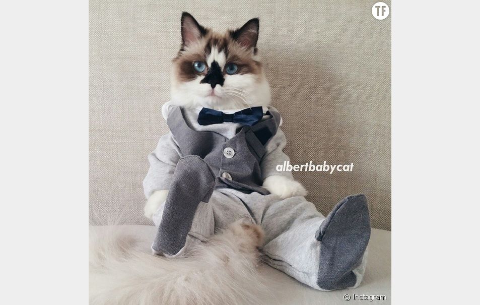 Albert Baby Cat Le Chat Star D Instagram Qui S Habille Mieux Que Vous Terrafemina