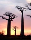Le baobab, également appelé "l'arbre de vie"
