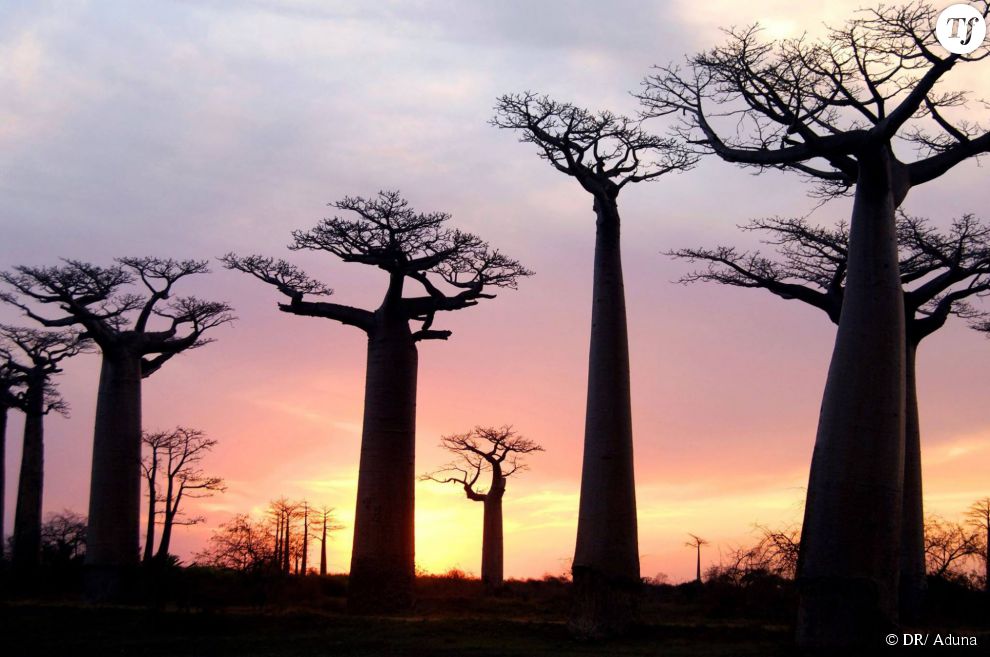 Le baobab, également appelé &quot;l&#039;arbre de vie&quot;