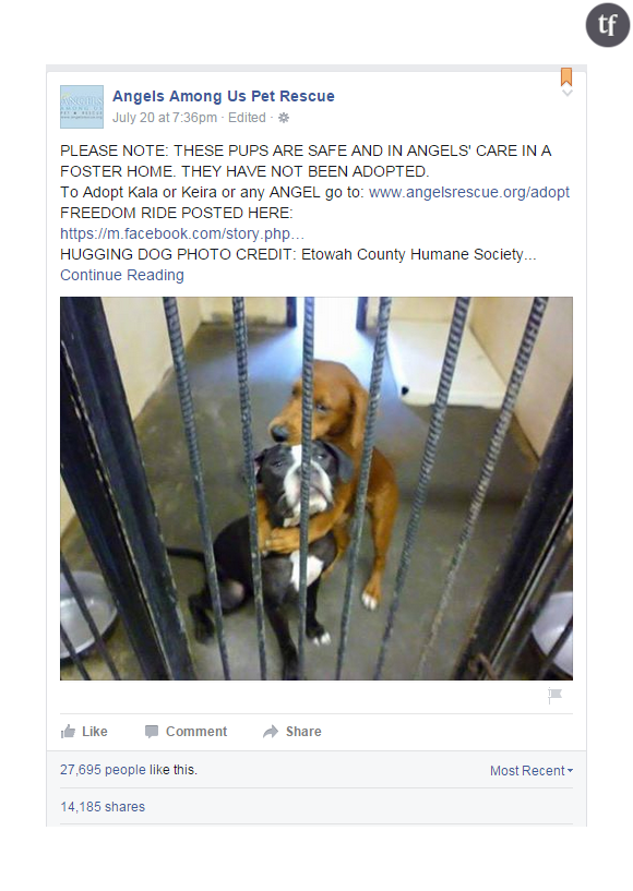 La photo publiée sur Facebook par Angels Among Us Pet Rescue