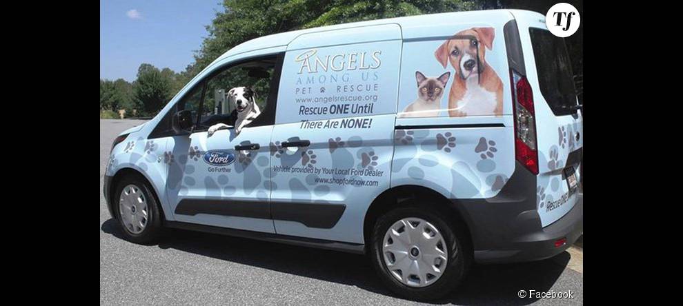 Angel Among Us Pet Rescue est une association qui milite contre l&#039;euthanasie des animaux dans les refuges.