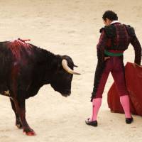 Tauromachie : le Parlement européen a-t-il donné le coup de grâce aux corridas ?