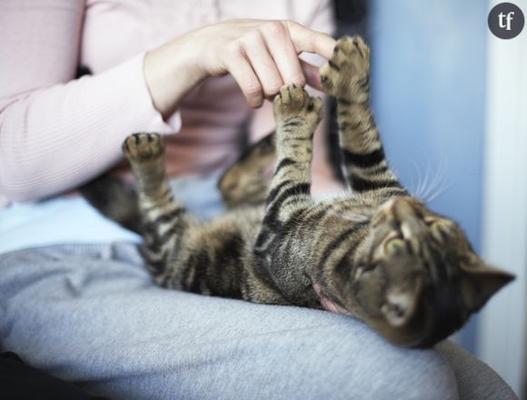 Communiquer avec son chat? C'est possible!