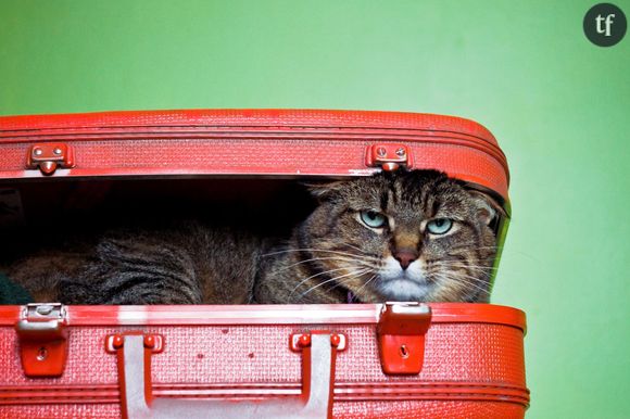 Les étapes par lesquelles les propriétaires de chat passent au moment des vacances