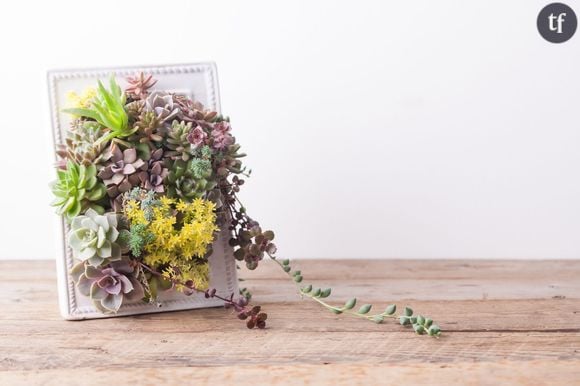 Comment créer un tableau végétale de succulentes