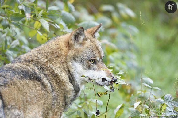 Loup d'Europe, ancêtre du chien