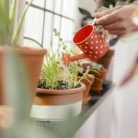 5 astuces pour rempoter une plante dans les règles de l'art