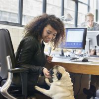 Amener son chien au travail, la clé du bonheur professionnel ?