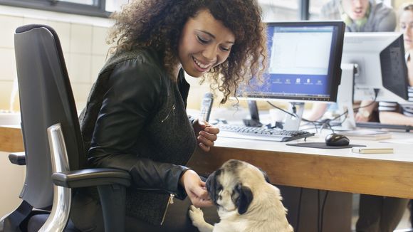 Amener son chien au travail, la clé du bonheur professionnel ?