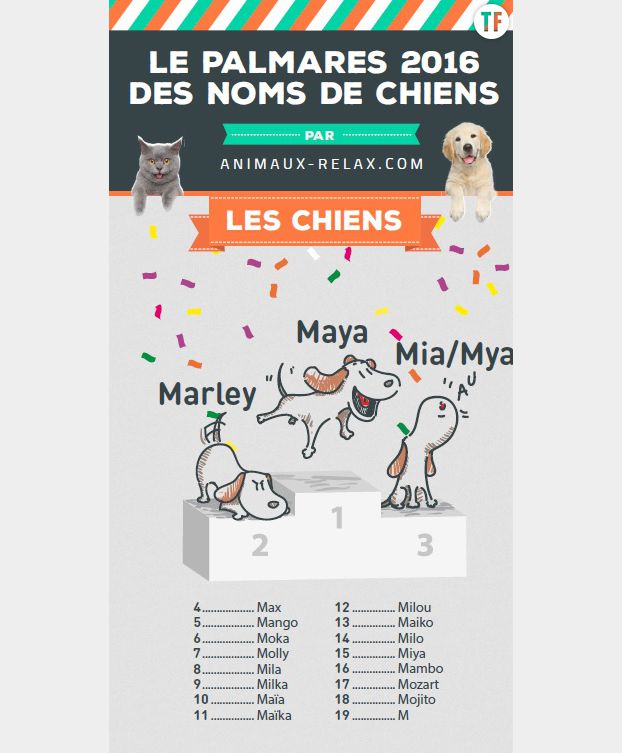 Decouvrez Les Noms De Chiens Et De Chats Les Plus Populaires De 16 Terrafemina