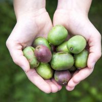 5 fruits qui changent des pommes à savourer cet automne