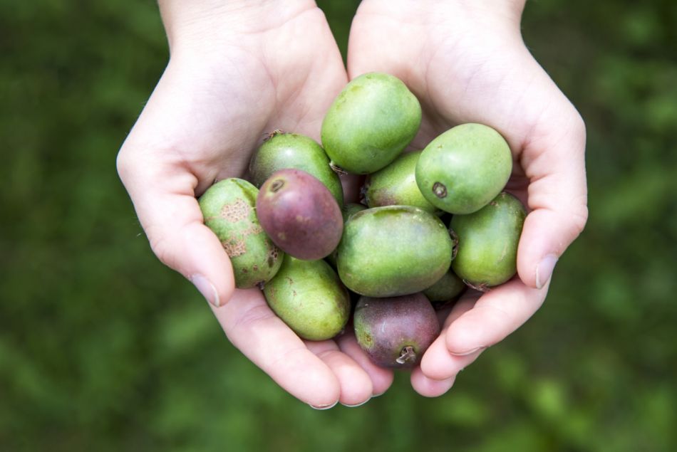 5 fruits qui changent des pommes à savourer cet automne