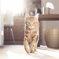 DIY : 6 idées déco pour cacher la litière de votre chat