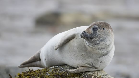 Des phoques lapidés par des touristes : une ONG anglaise condamne la barbarie