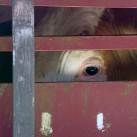 Faire visiter des abattoirs aux enfants, une bonne idée ?