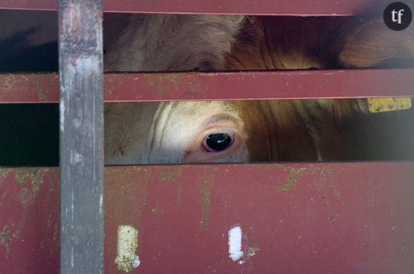 Faire visiter des abattoirs aux enfants, une bonne idée à importer ?