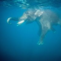 Une vidéo d'éléphant dans un aquarium en Thaïlande choque les internautes