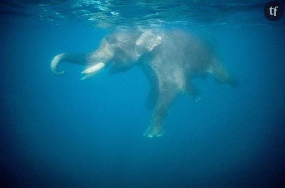 Une vidéo d'éléphants dans un aquarium d'un zoo thaïlandais choque les internautes