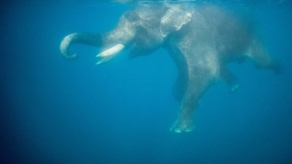 Une vidéo d'éléphant dans un aquarium en Thaïlande choque les internautes