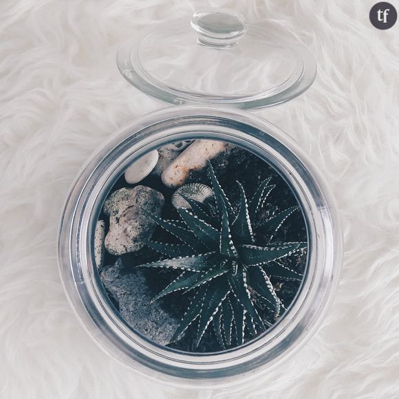 Comment prendre soin de son terrarium ?