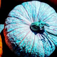 Pourquoi il y aura plein de citrouilles turquoise à Halloween